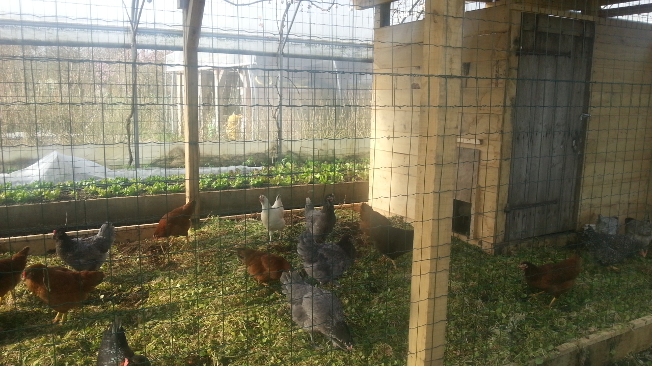 poules poulailler encadrement