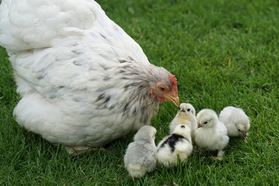 encadrer poules jardin