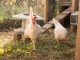 poules-poulailler