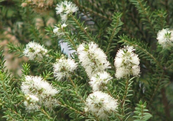 Melaleuca_lanceolata_niaouli