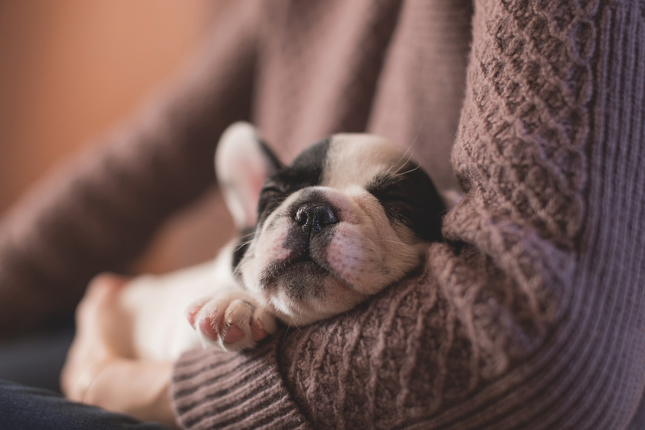 prendre soin d'un chien