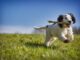 prendre soin d'un chien