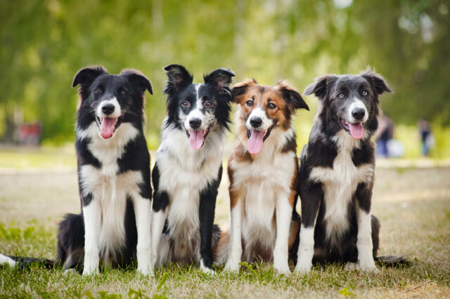 Chien border collie
