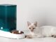 distributeur automatique de croquettes pour chat