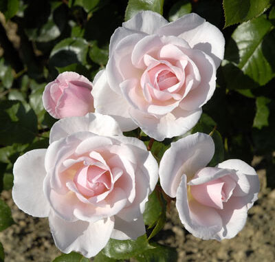roses