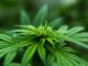 cannabis