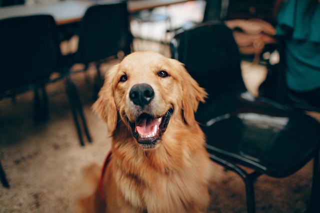 chien litiere