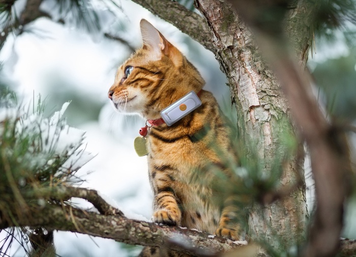 collier-gps-chat-utilite