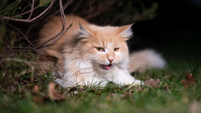 avantages limites et efficacité collier gps chat