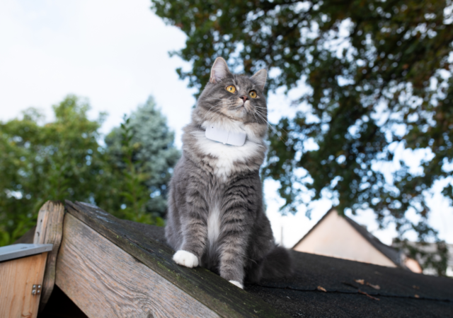 efficacité collier gps chat