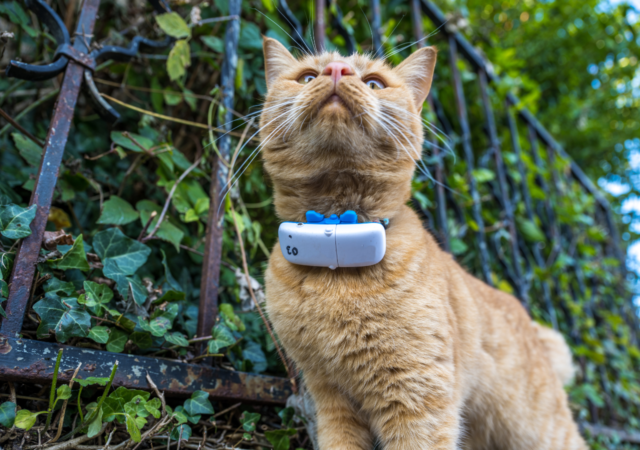 fonctionnement collier gps chat