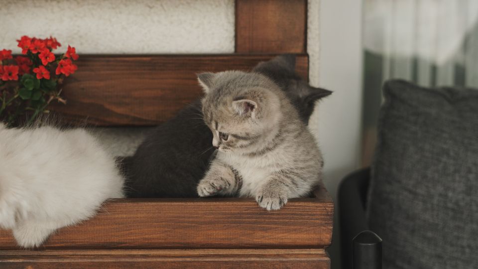 cadeau offrir à un amoureux des chats 2
